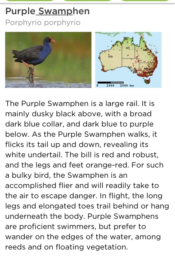 Purple Swamphen 