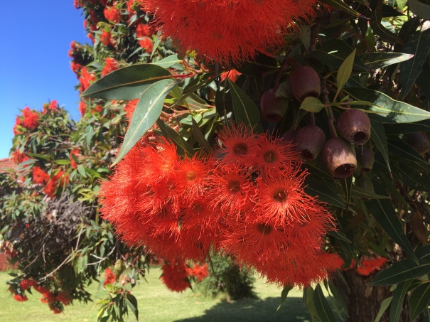 Red flowering gum and gumnuts