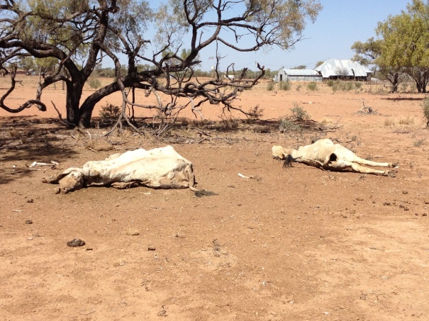Drought in McKinley, Queensland 