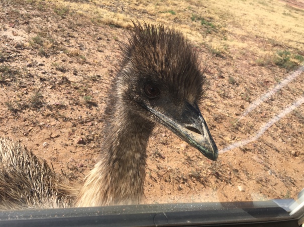 Emu at Yaraka